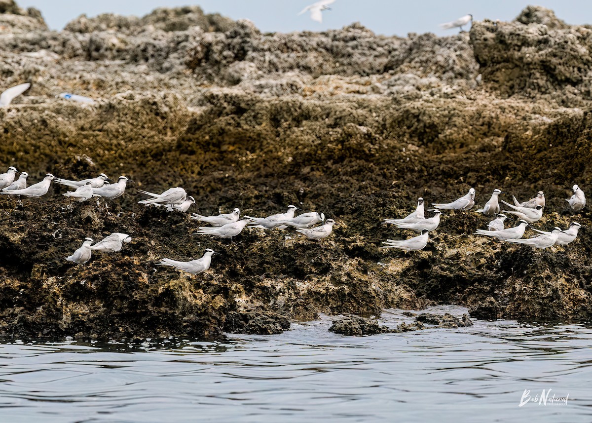 Black-naped Tern - ML621662618