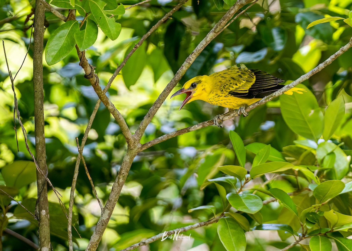 Black-naped Oriole - ML621662629