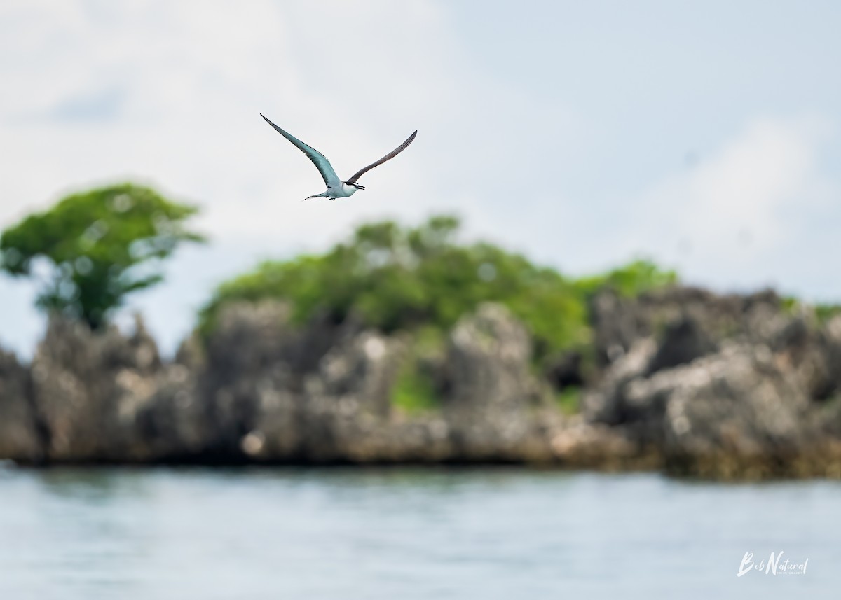 Bridled Tern - ML621662679