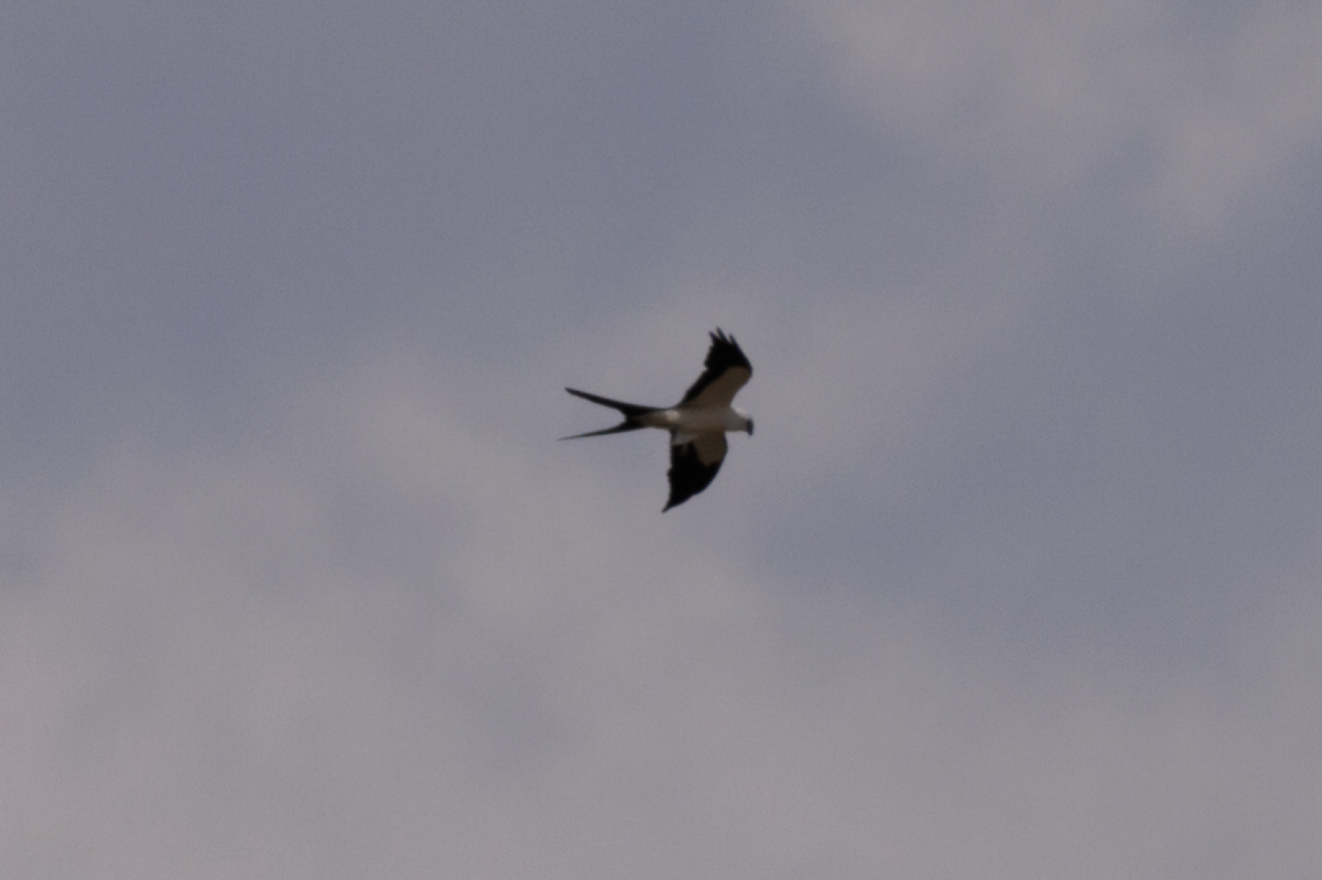 Swallow-tailed Kite - ML621662701