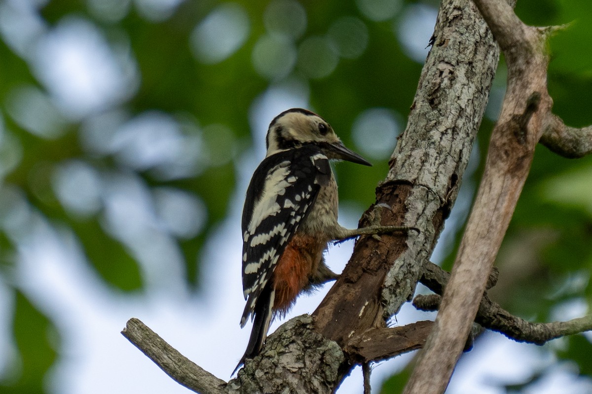 White-backed Woodpecker - ML621662704