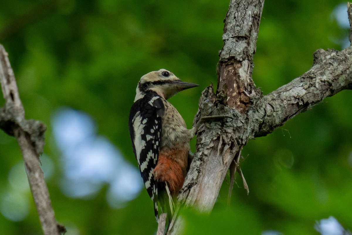 White-backed Woodpecker - ML621662705