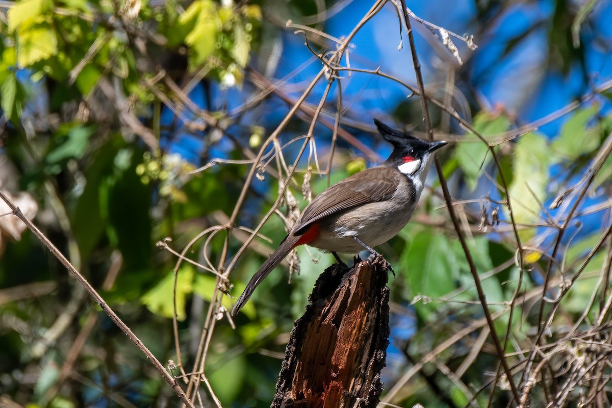 Red-whiskered Bulbul - ML621662764