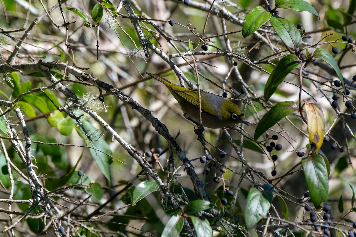 Silvereye - ML621662768