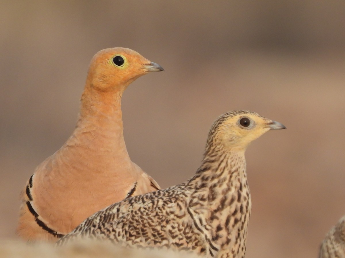 Chestnut-bellied Sandgrouse - Furough Karimzadeh