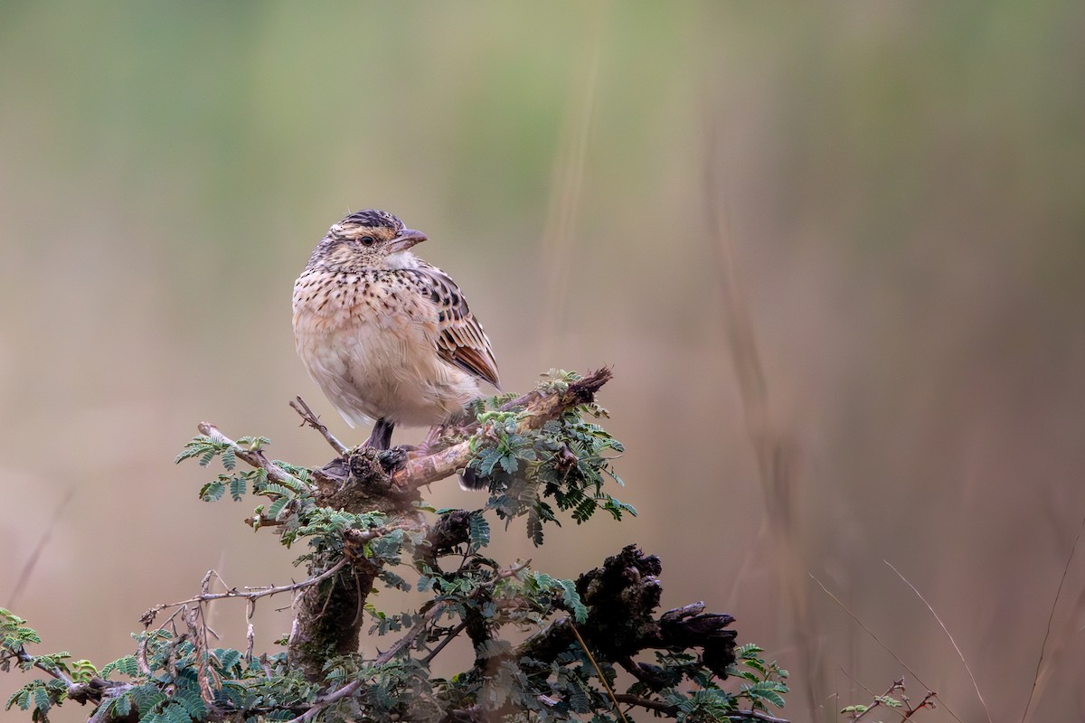 Rufous-naped Lark - ML621662908