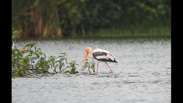 Painted Stork - ML621662934