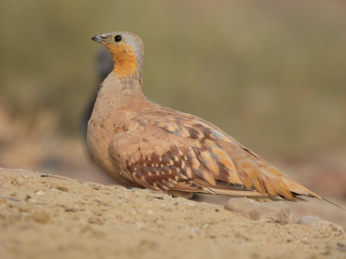 Spotted Sandgrouse - ML621662965