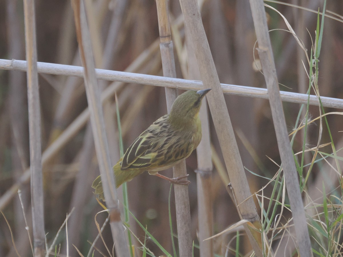 Southern Brown-throated Weaver - ML621662990