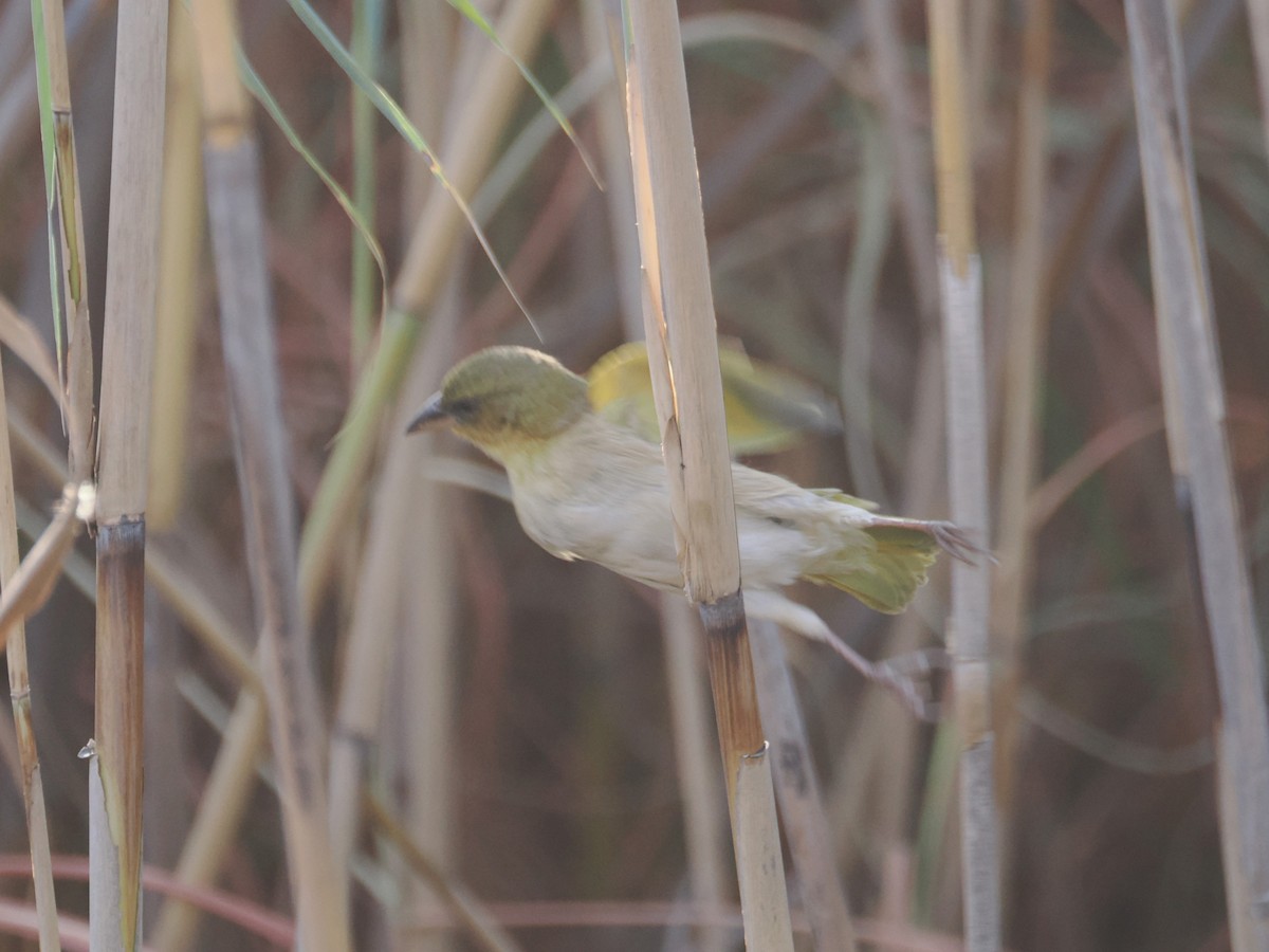 Southern Brown-throated Weaver - ML621662991