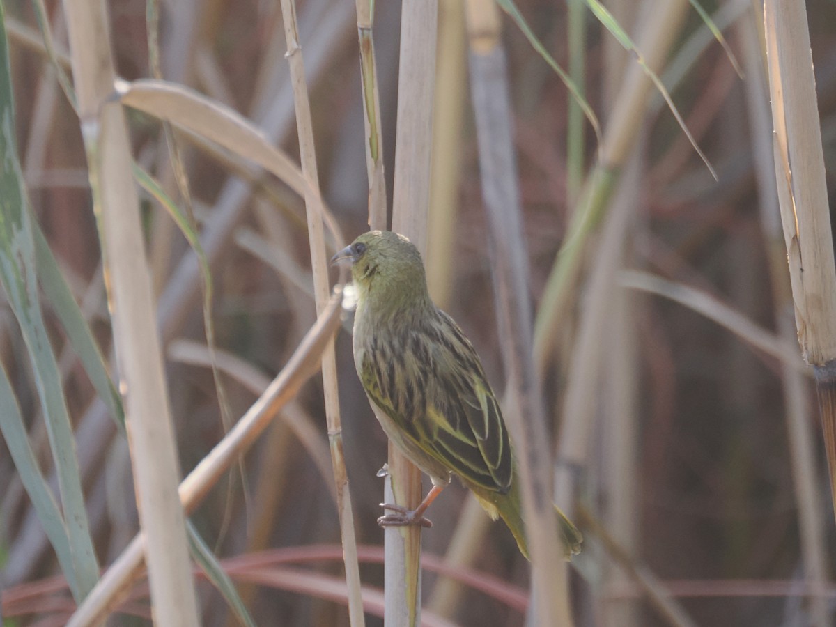 Southern Brown-throated Weaver - ML621662992