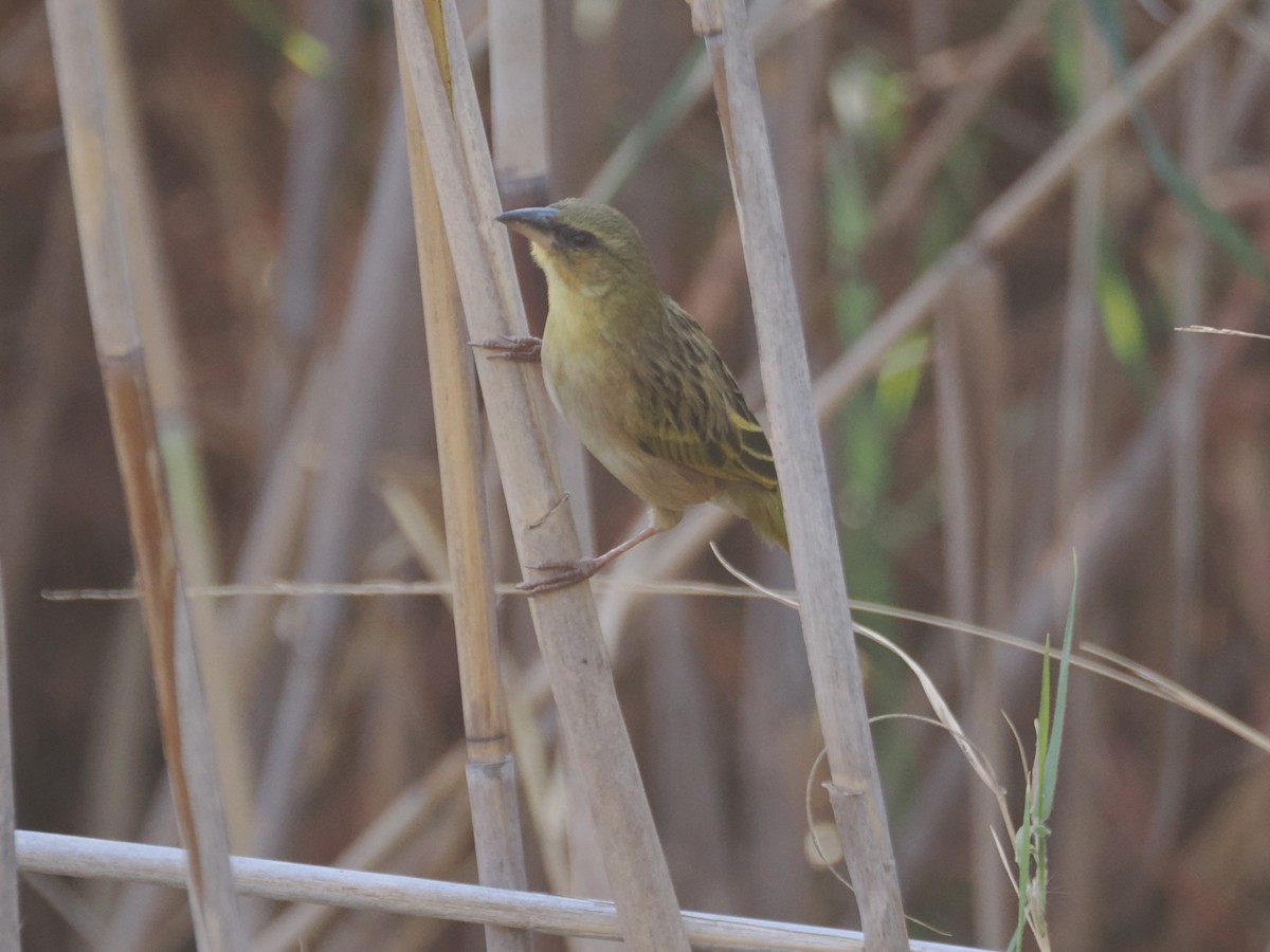 Southern Brown-throated Weaver - ML621662993