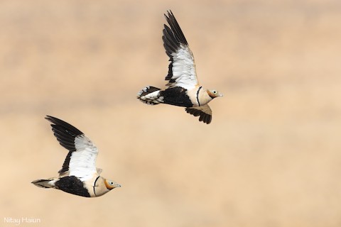 Black-bellied Sandgrouse - Pterocles orientalis - Media