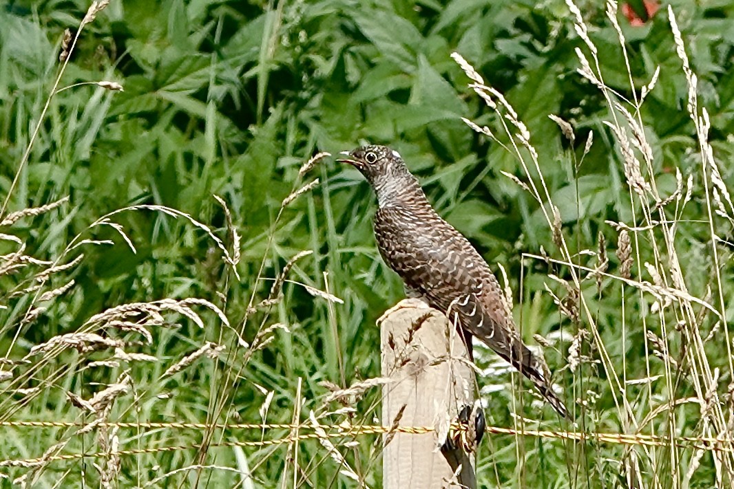 Common Cuckoo - ML621663004