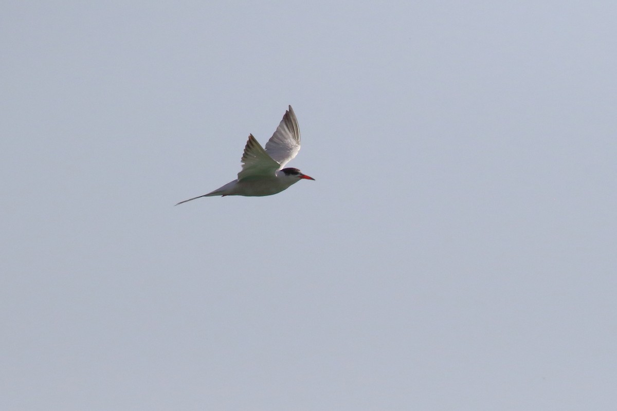 Common Tern - ML621663093