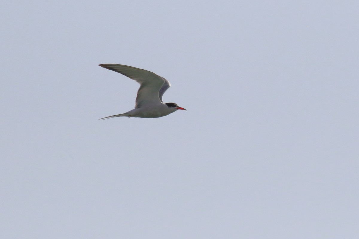 Common Tern - ML621663094