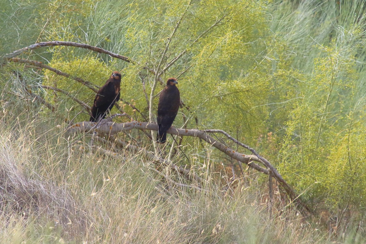 Western Marsh Harrier - ML621663098