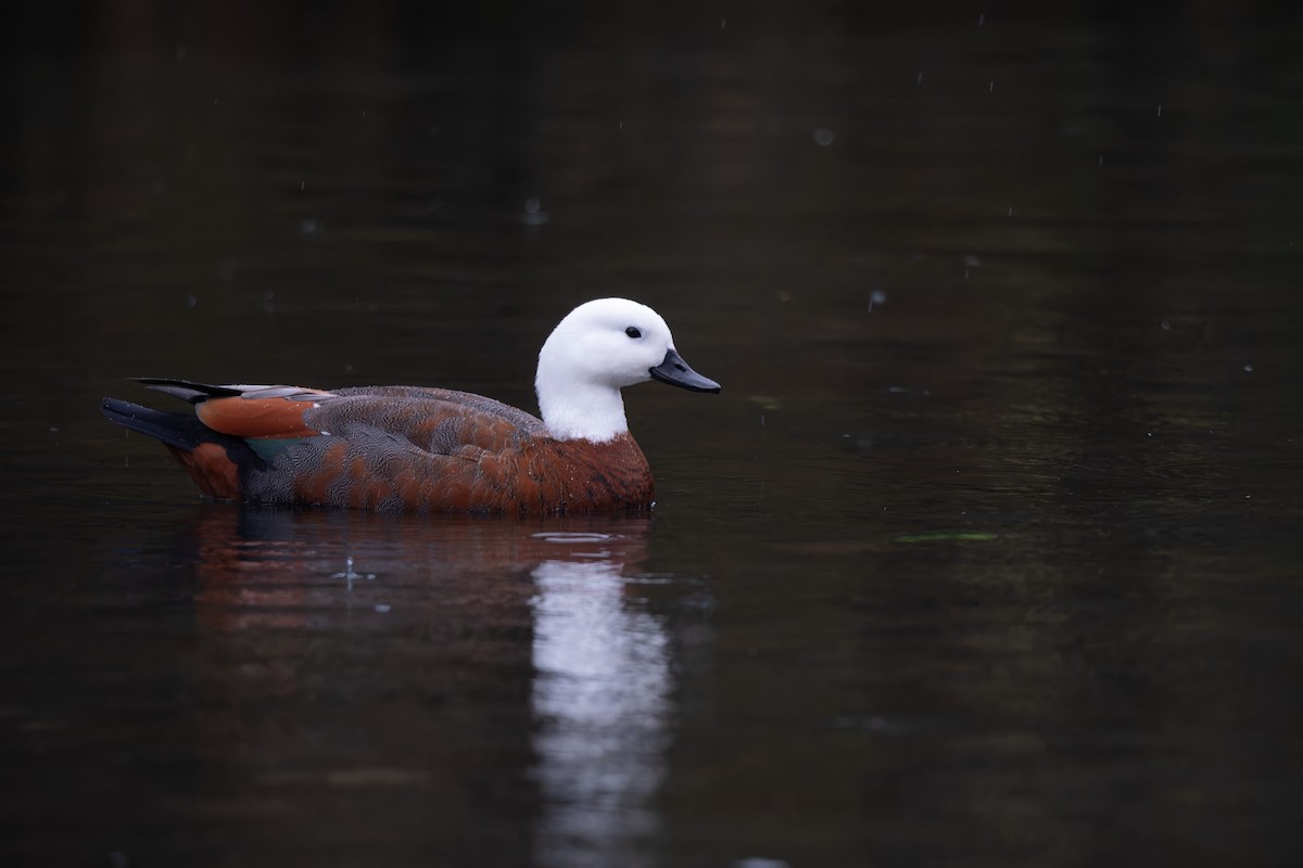 Paradise Shelduck - ML621663260