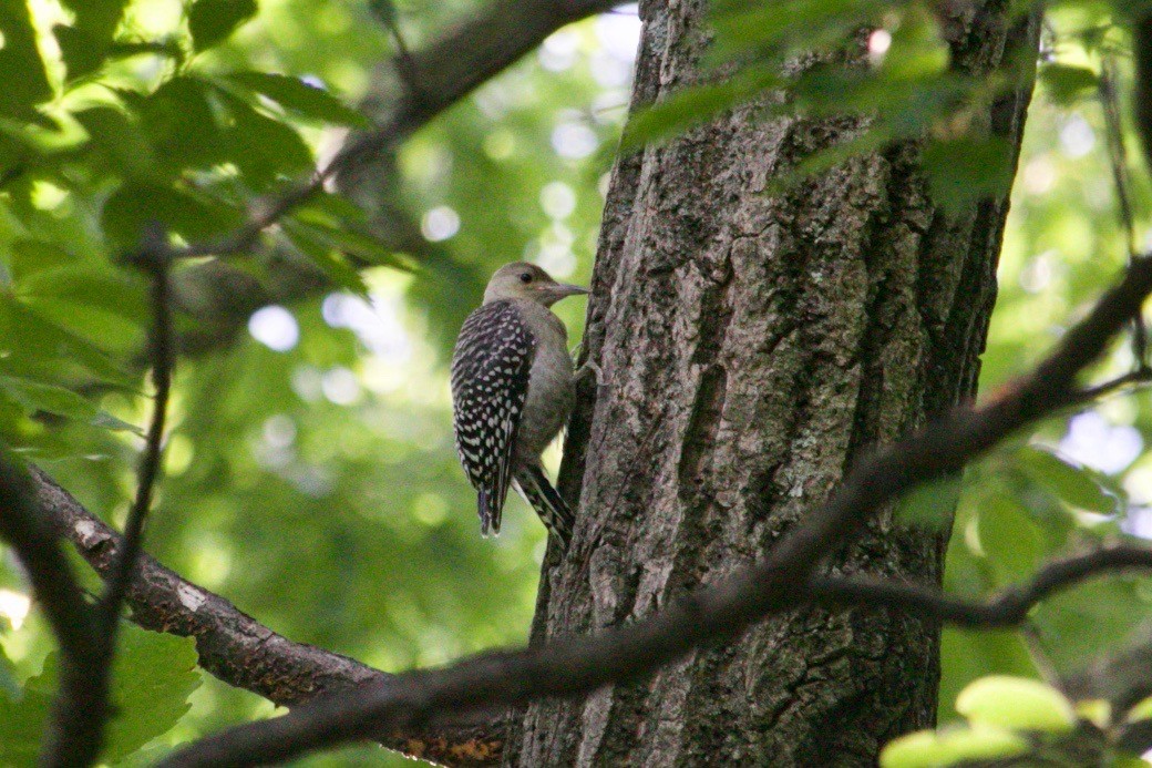 Red-bellied Woodpecker - ML621663275