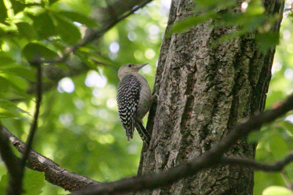 Red-bellied Woodpecker - ML621663276