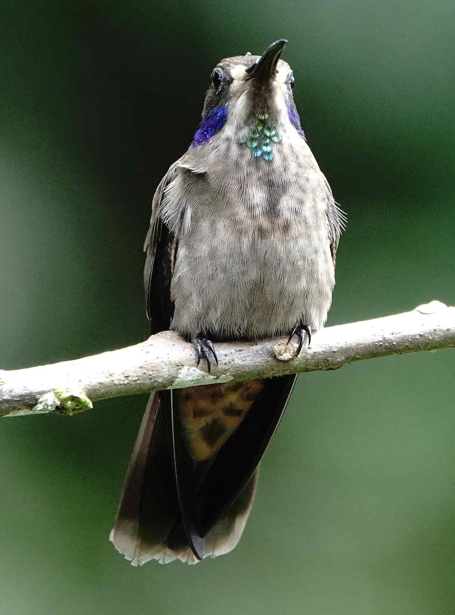 Brown Violetear - ML621663304