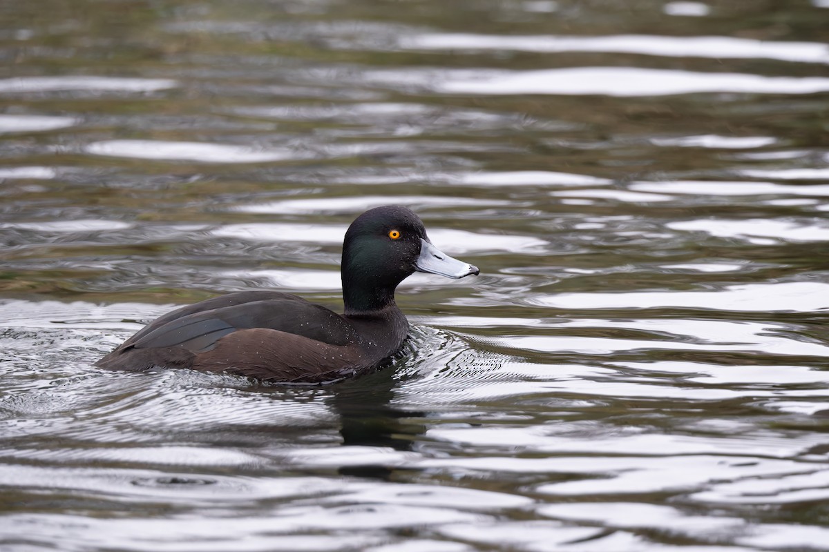 New Zealand Scaup - ML621663333