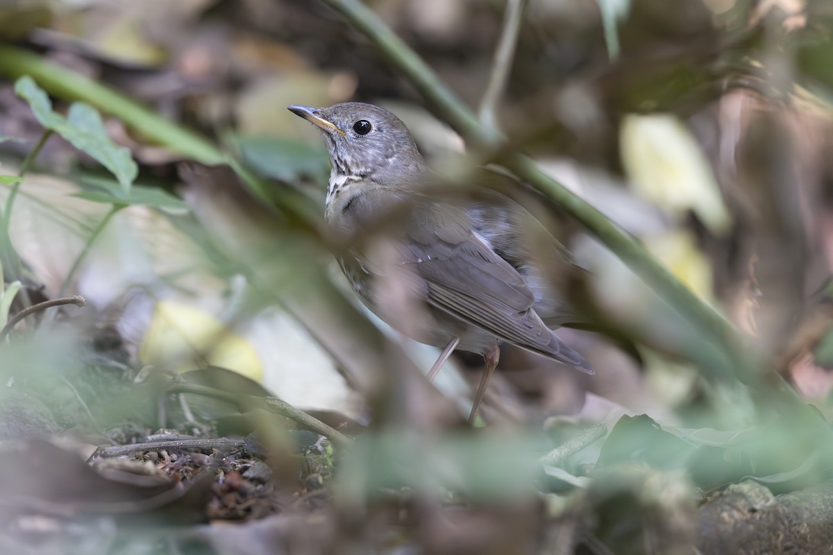 Gray-cheeked Thrush - ML621663445