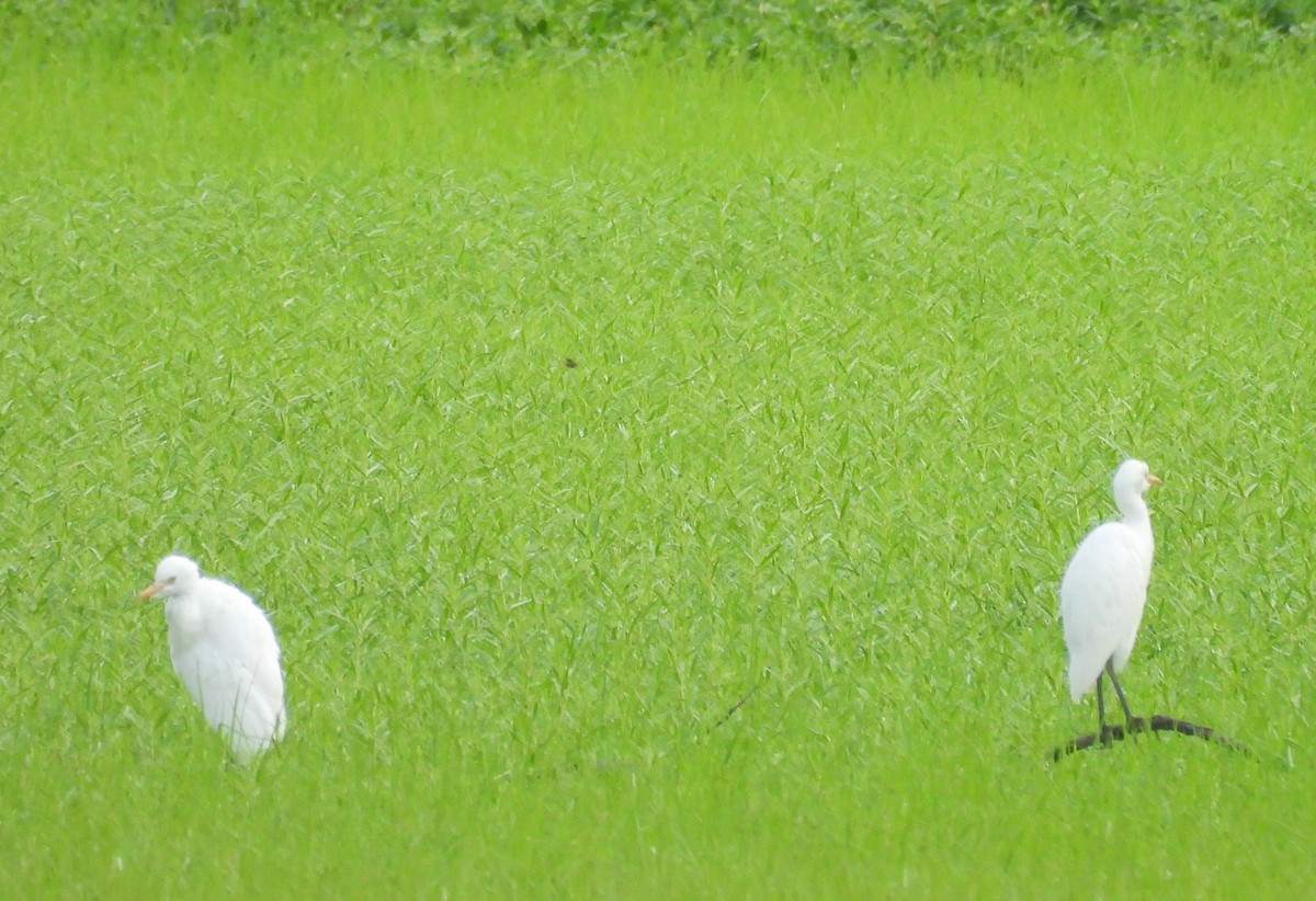 Western Cattle Egret - ML621663538