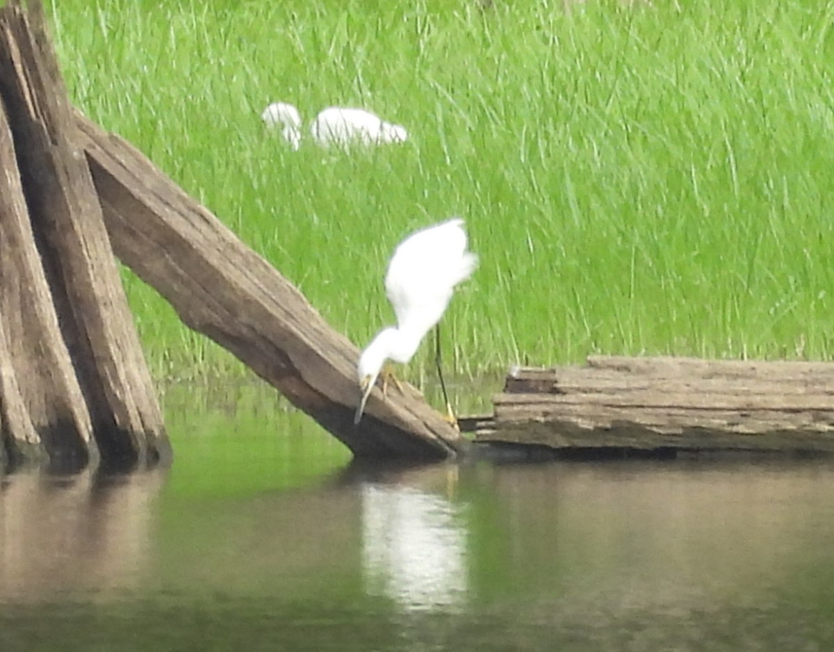 Snowy Egret - ML621663549