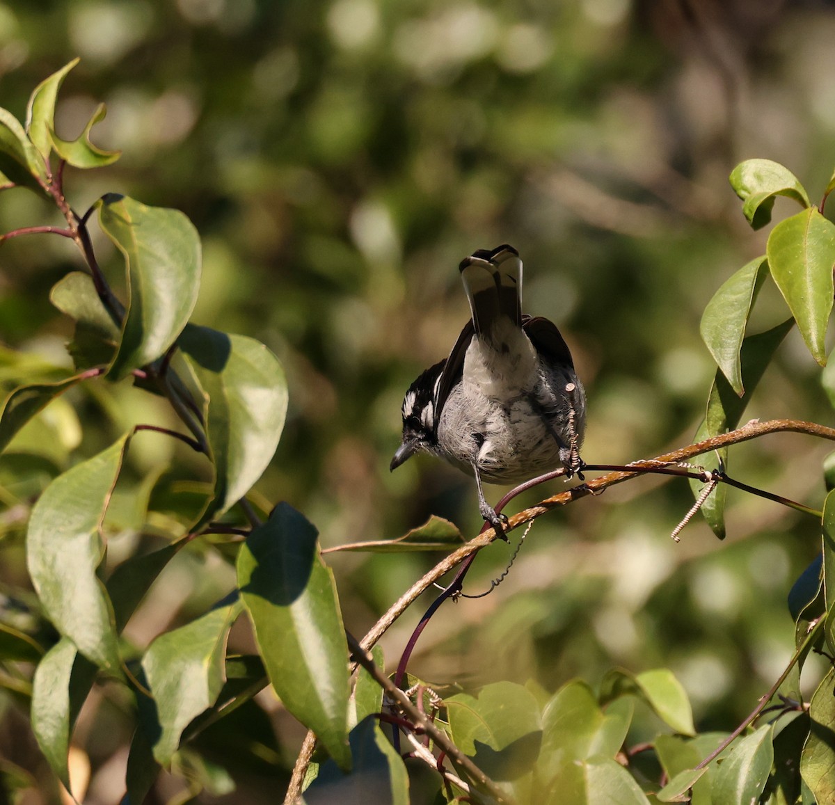 White-eared Monarch - Luke sbeghen