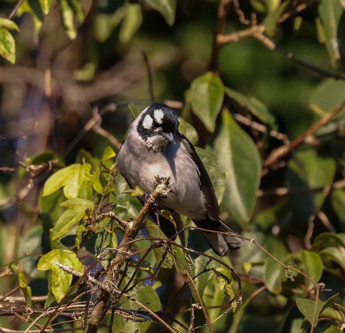 White-eared Monarch - ML621663704