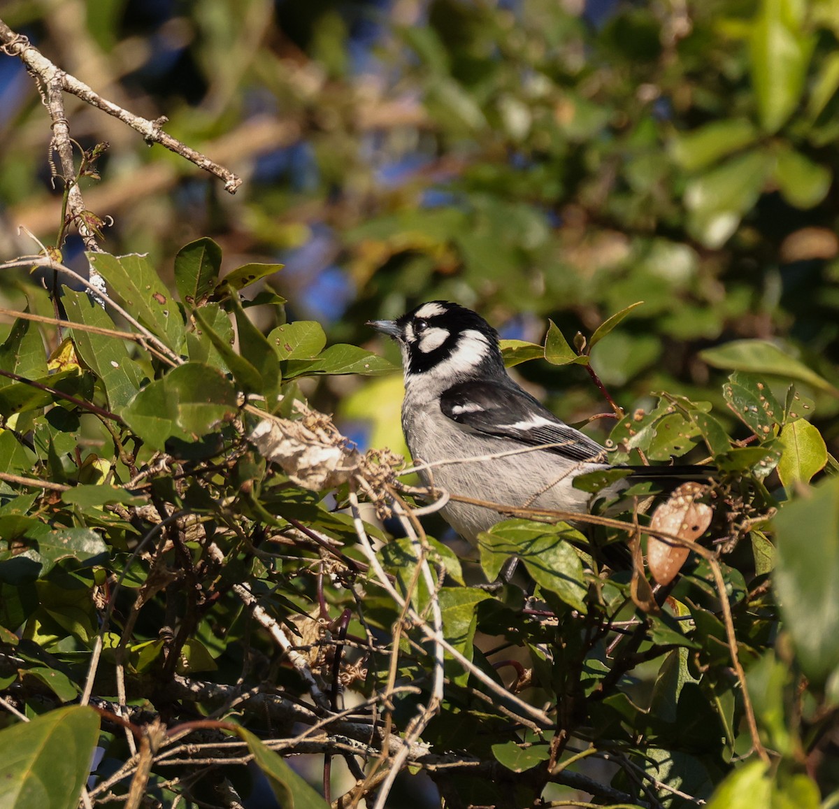 White-eared Monarch - ML621663705