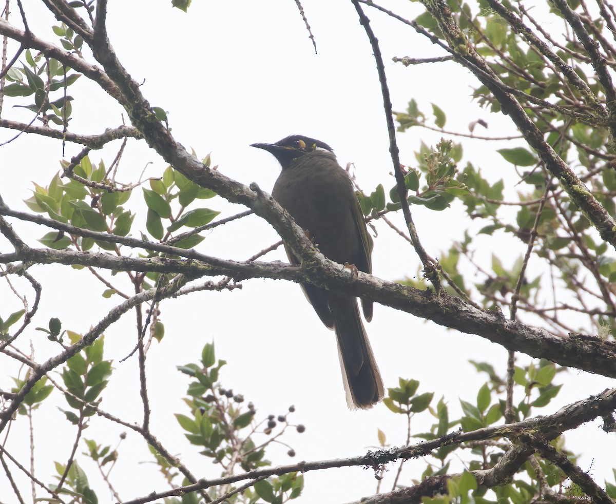 Black-throated Honeyeater - ML621663772