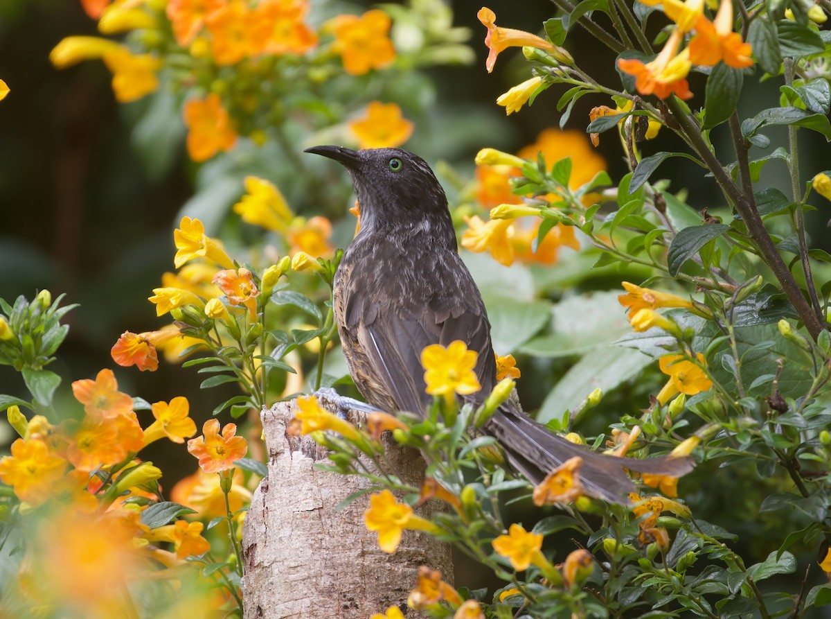 Gray-streaked Honeyeater - ML621663782