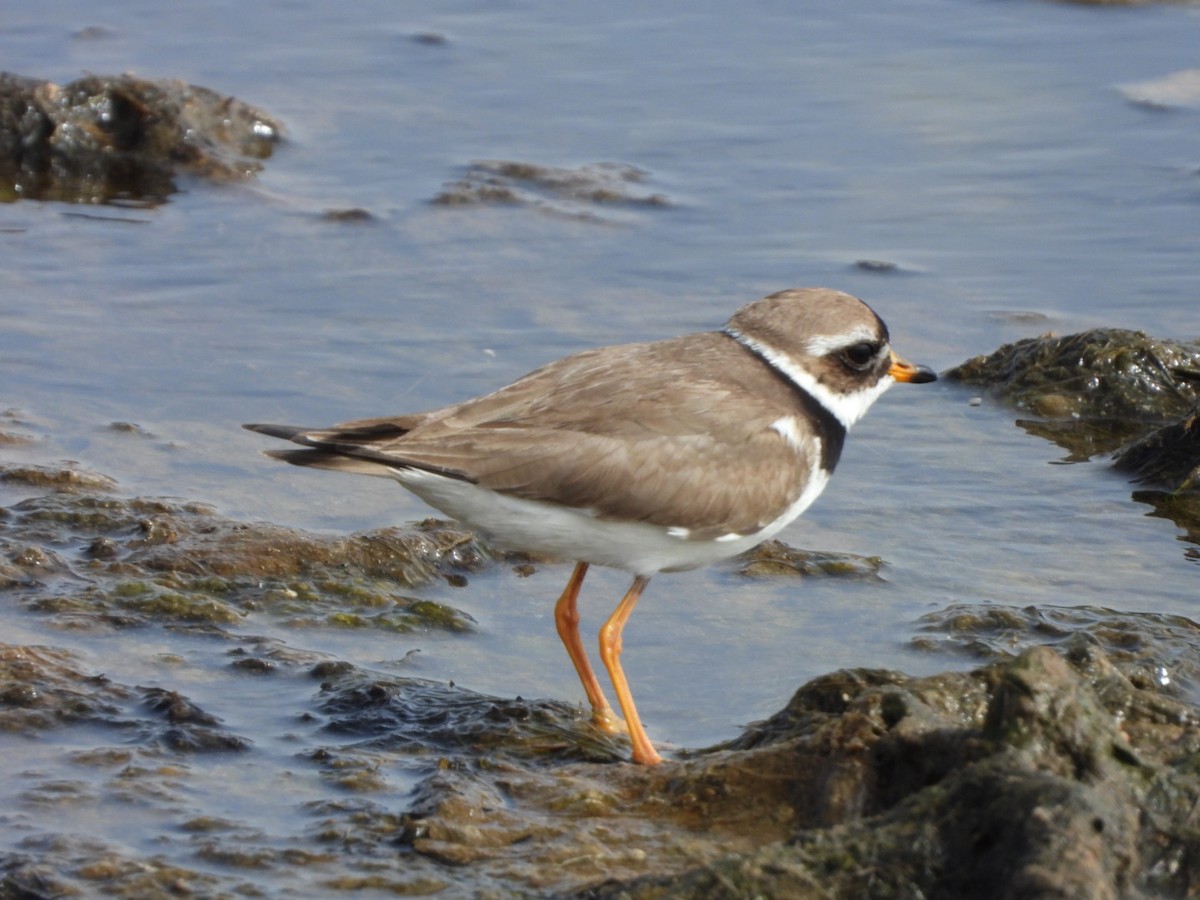 Common Ringed Plover - ML621663857