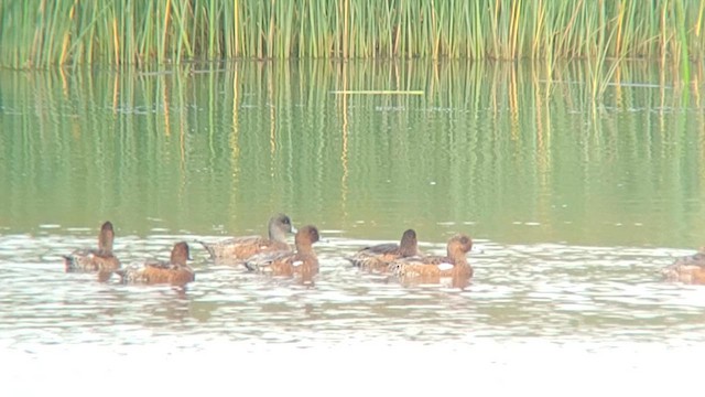 American Wigeon - ML621663962