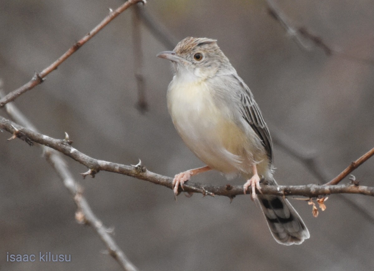 Ashy Cisticola - ML621664046