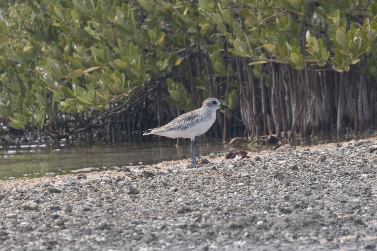 Black-bellied Plover - ML621664051