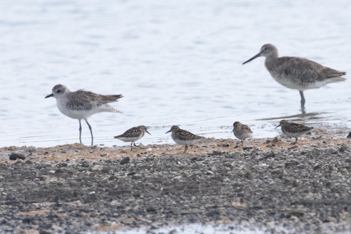 Black-bellied Plover - ML621664071