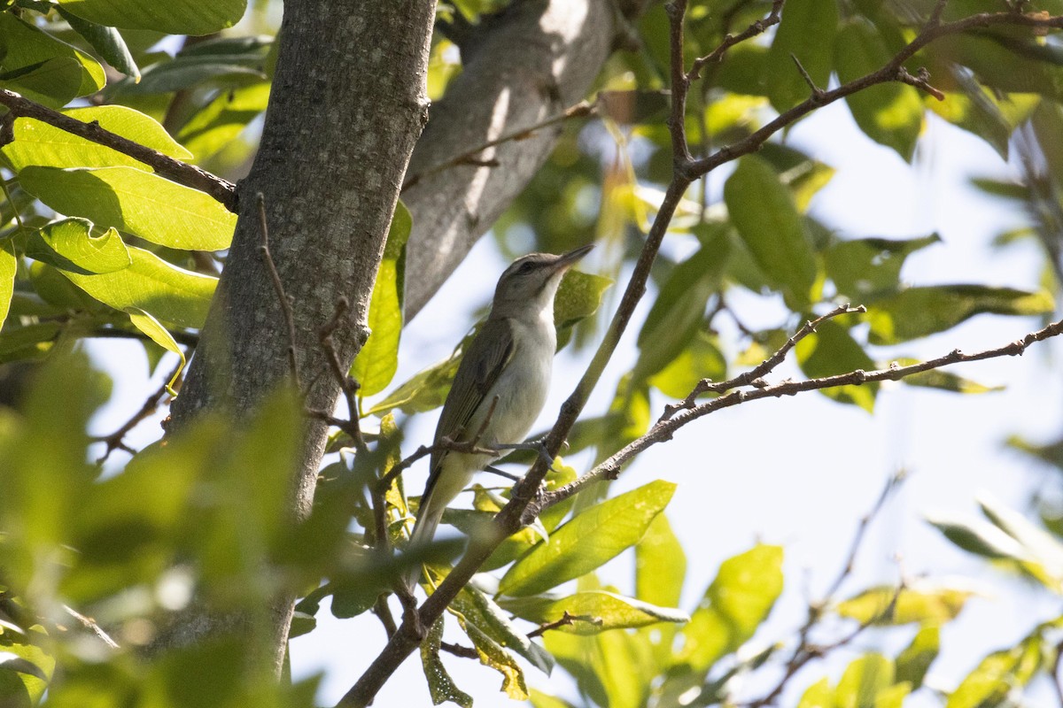 Black-whiskered Vireo - ML621664207