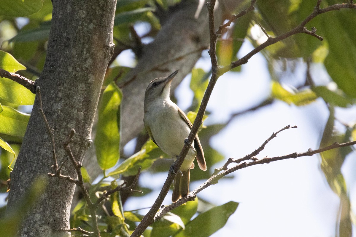 Black-whiskered Vireo - ML621664208