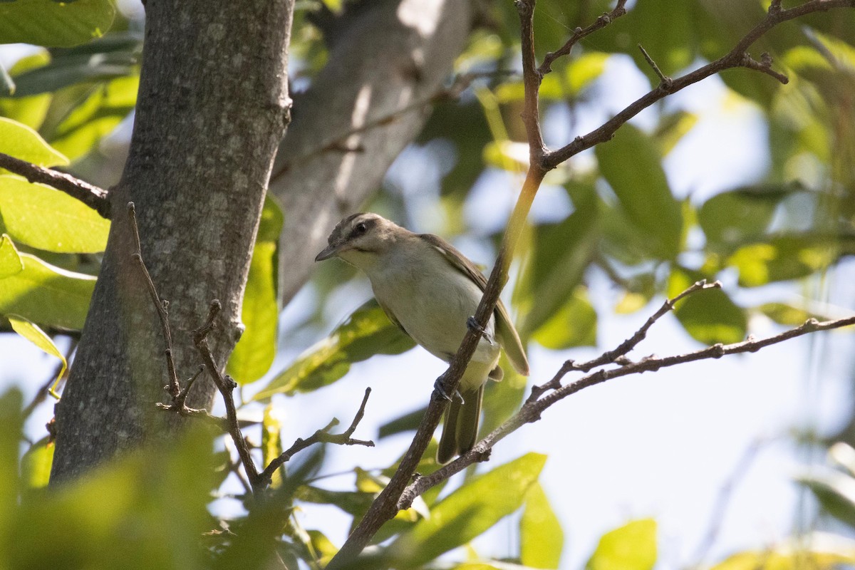 Black-whiskered Vireo - ML621664209