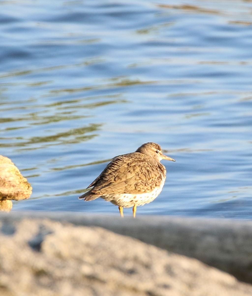 Spotted Sandpiper - ML621664225