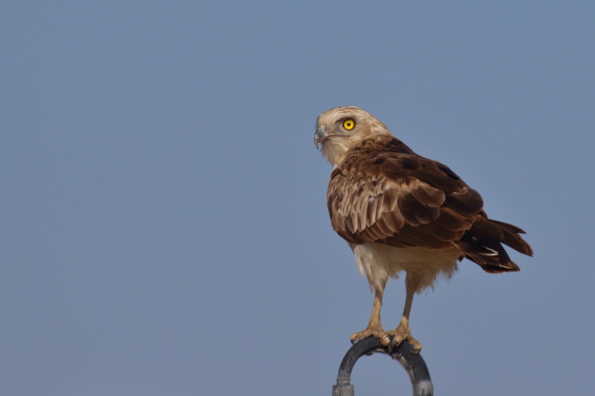 Short-toed Snake-Eagle - ML621664229