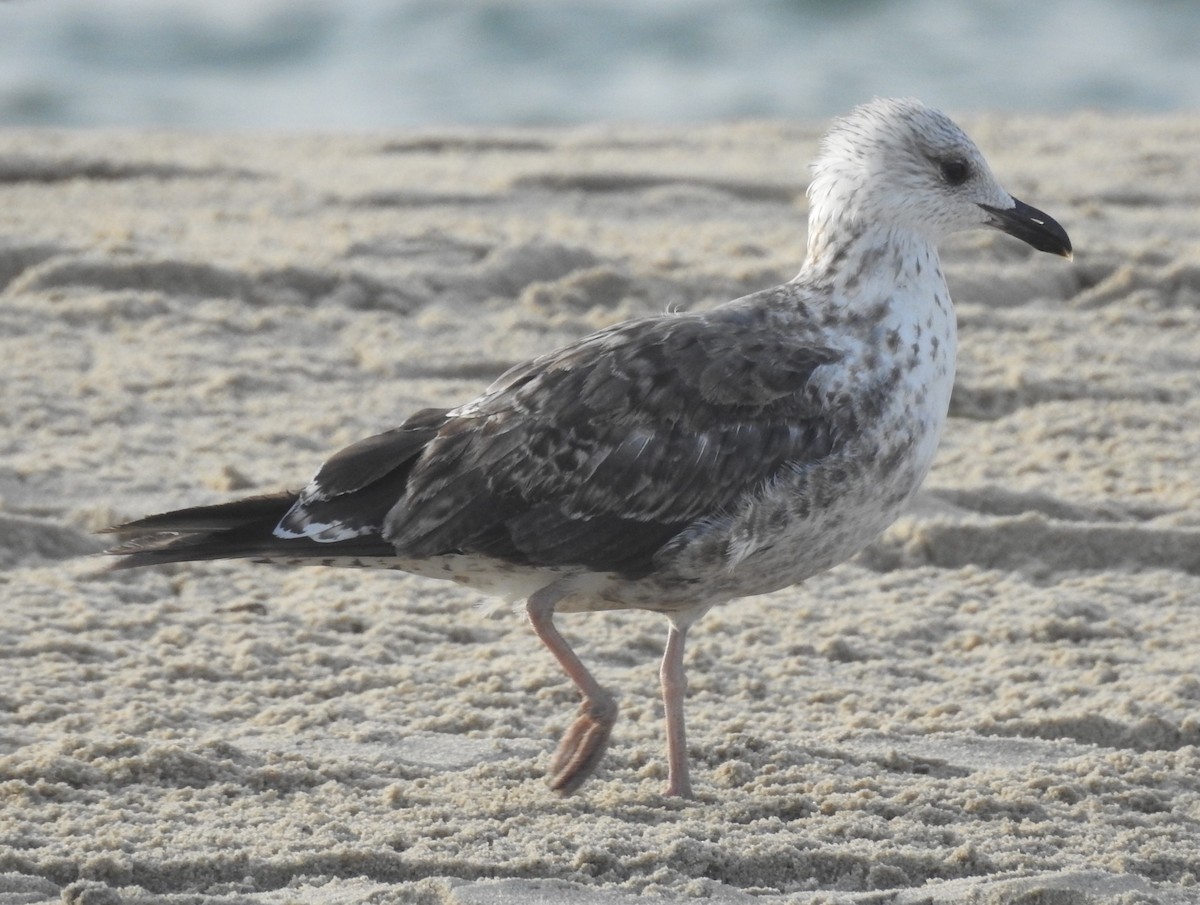 Gaviota Sombría - ML621664256