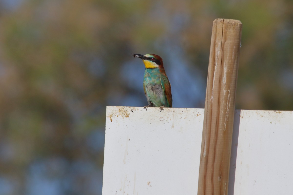 European Bee-eater - Juan Carlos Albero