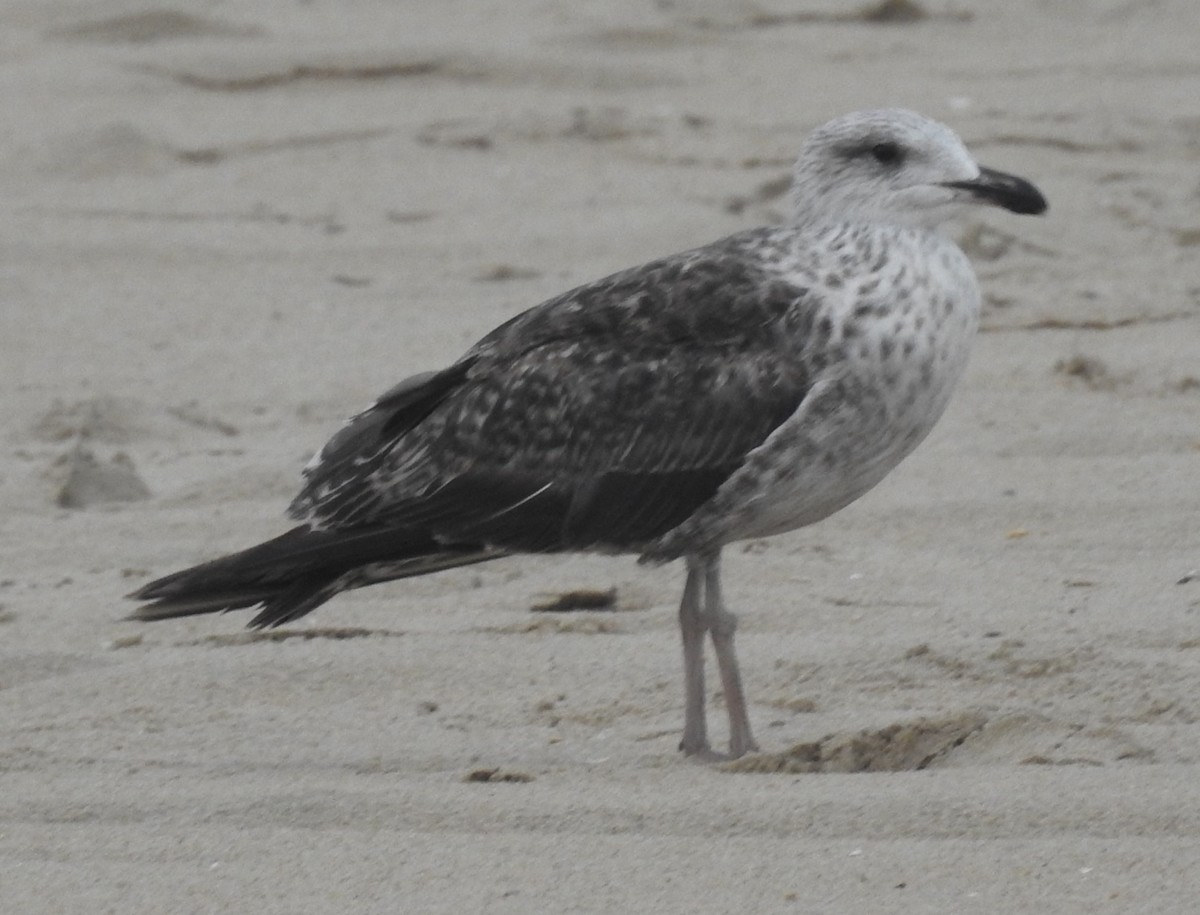 Gaviota Sombría - ML621664267