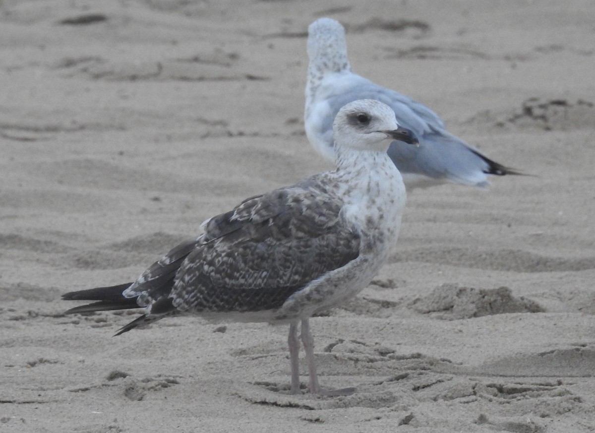 Gaviota Sombría - ML621664268