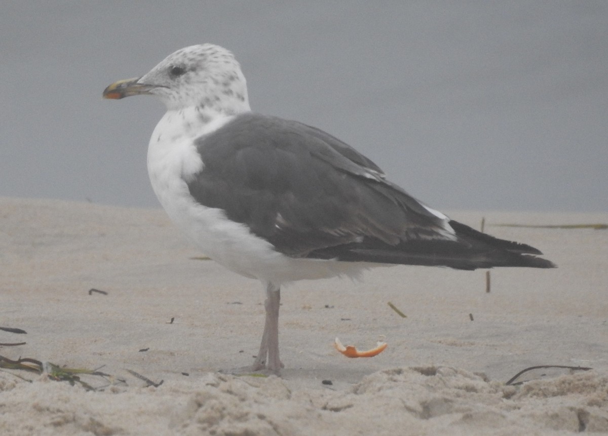 Gaviota Sombría - ML621664269