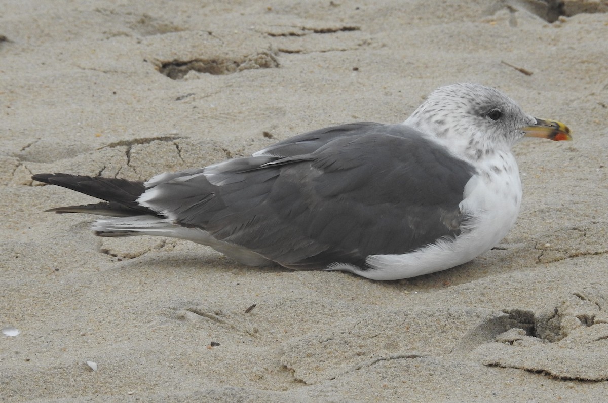 Gaviota Sombría - ML621664270